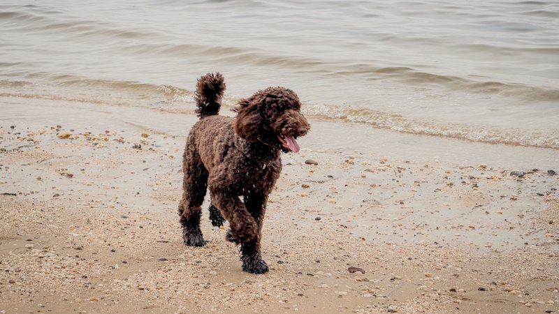 Building AI Agents with Claude