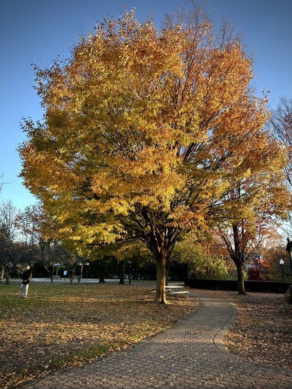 Yellow tree is yellow
